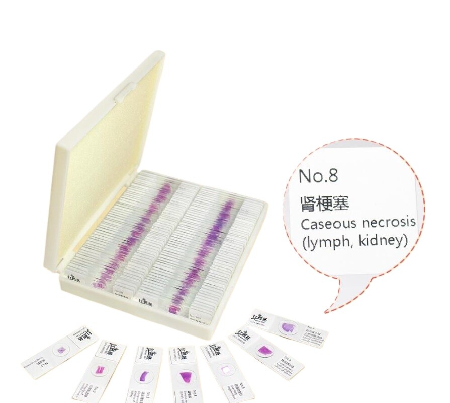 100PCS Mammal Pathological Section Typical Prepared Specimen Slides