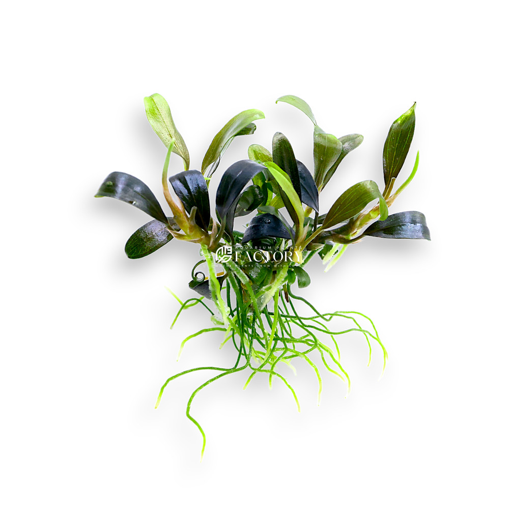 Bucephalandra King Blue Vitro Culture
