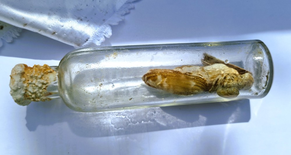 Vintage Unique Glass Bottle With Shells