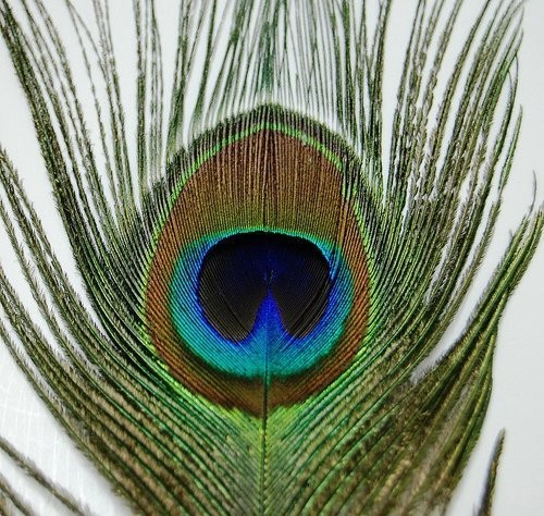 50 Pcs Peacock Feathers 25"-30"