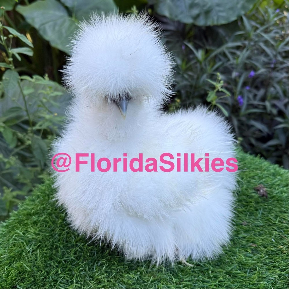 Silkie Hatching Eggs Assorted Colors (READ!) 4+