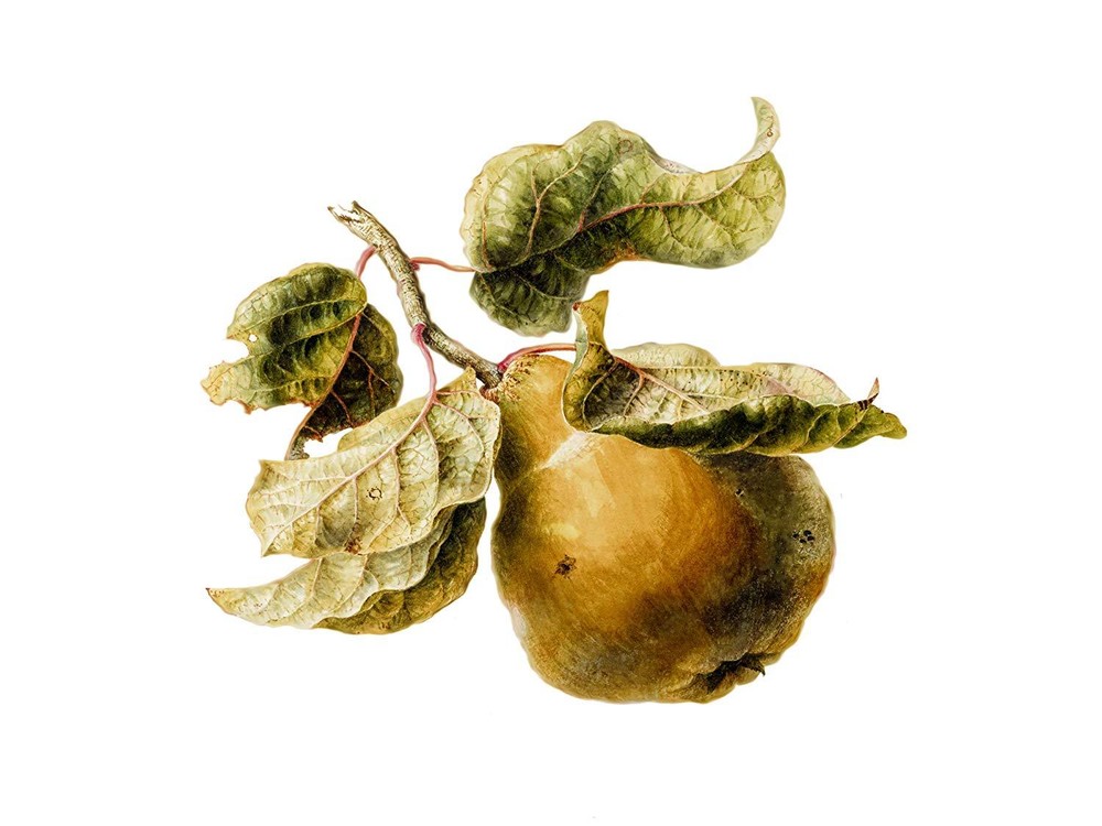 Pear Branch W. Hekking Fruit Tile Mural Kitchen Wall Backsplash Marble Ceramic