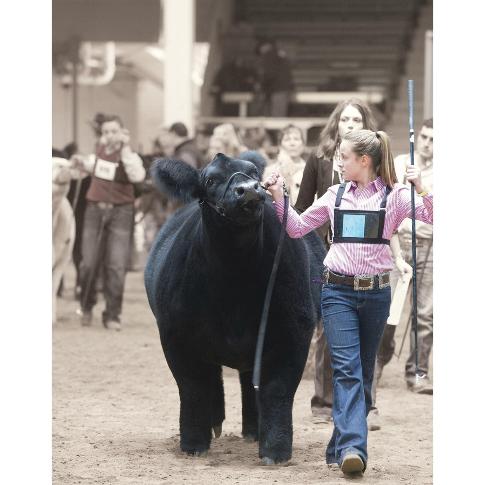 Weaver Livestock Leather Magic Show Cattle Halter - Adjustable, Durable