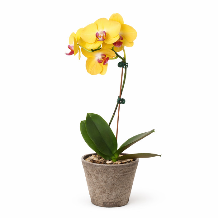 Orchid 'Yellow Phalaenopsis' 3" Pot