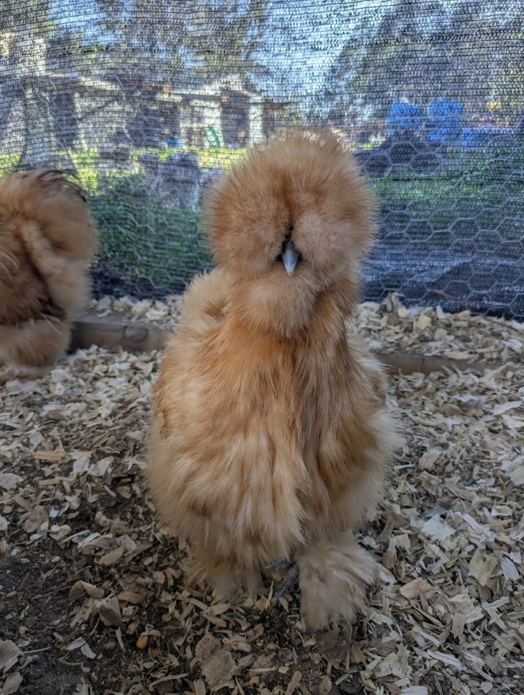 12 Quality Buff & Paint Eggs NPIP