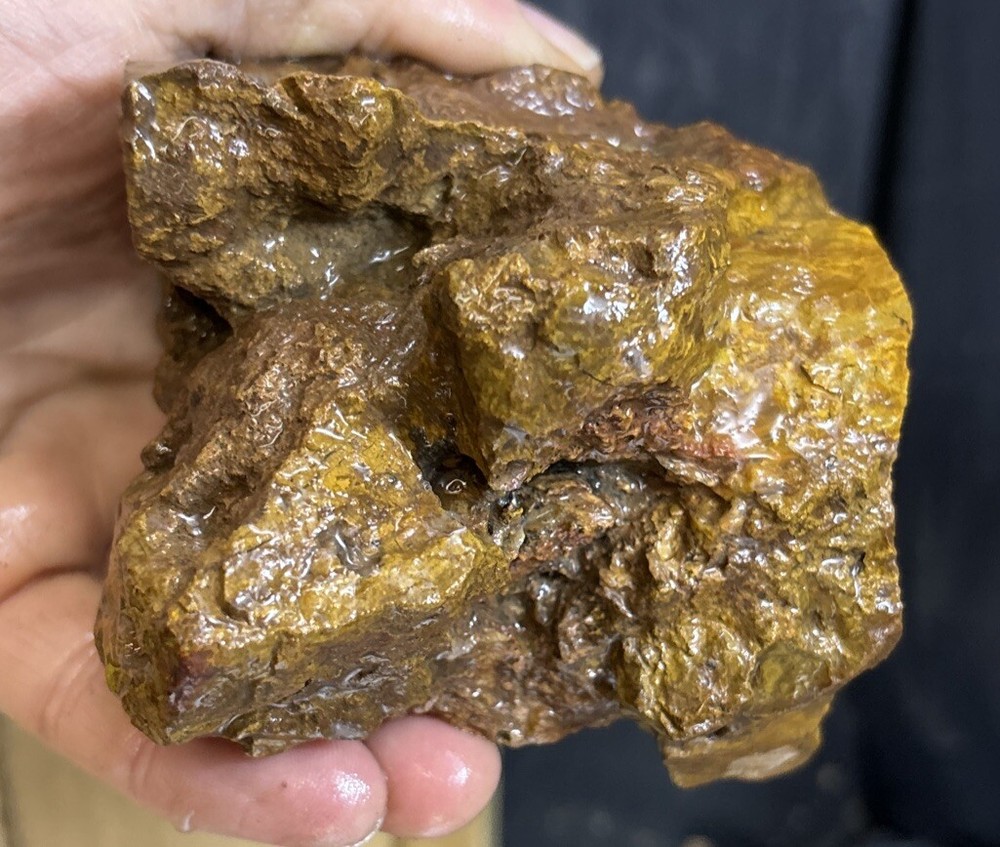 Colorful petrified wood
