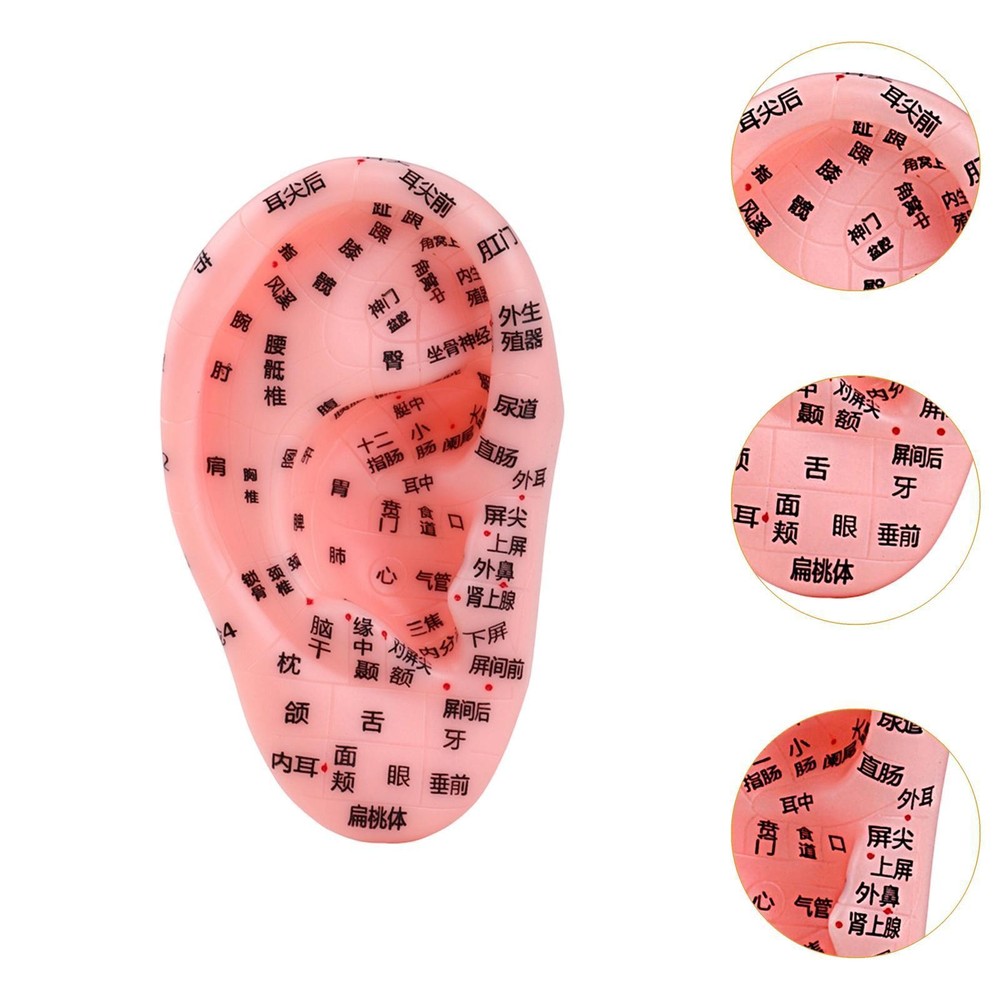 Ear Model Teaching Aid for Massaging Acupoint Practice Learning