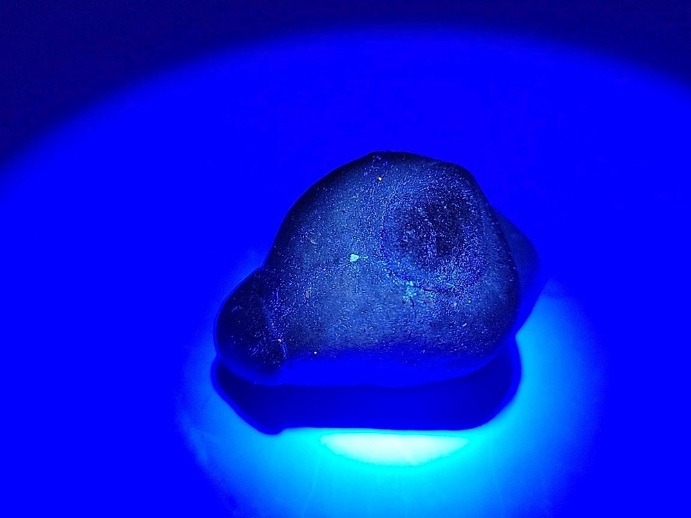 Egg Fossil Permineralized Snake 🐍