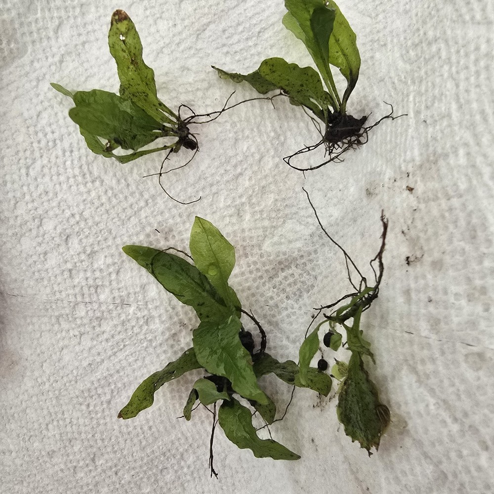 Java Fern (Microsorum Pteropus)