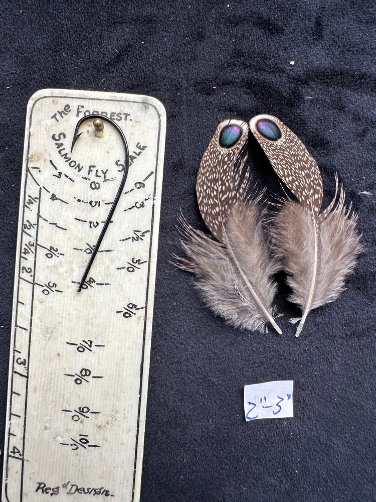 Grey Peacock Pheasant feathers