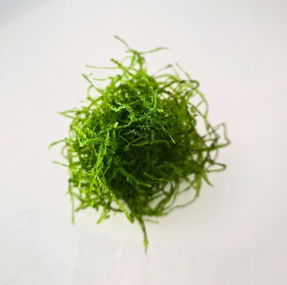 ​Fresh Live Java Moss - Buy 2 Get 1 Free
