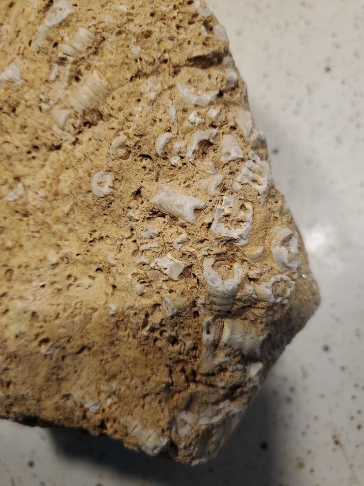 About 11 pound 14 oz Triangular Densely Packed Fossilized Shells Rock thatStands