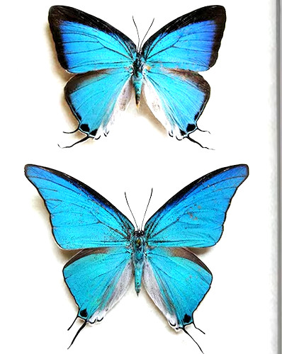 Pseudolycaena damo - FIVE ( 5 ) RARE SPECIMENS, A1/A1- Unspread, Belize