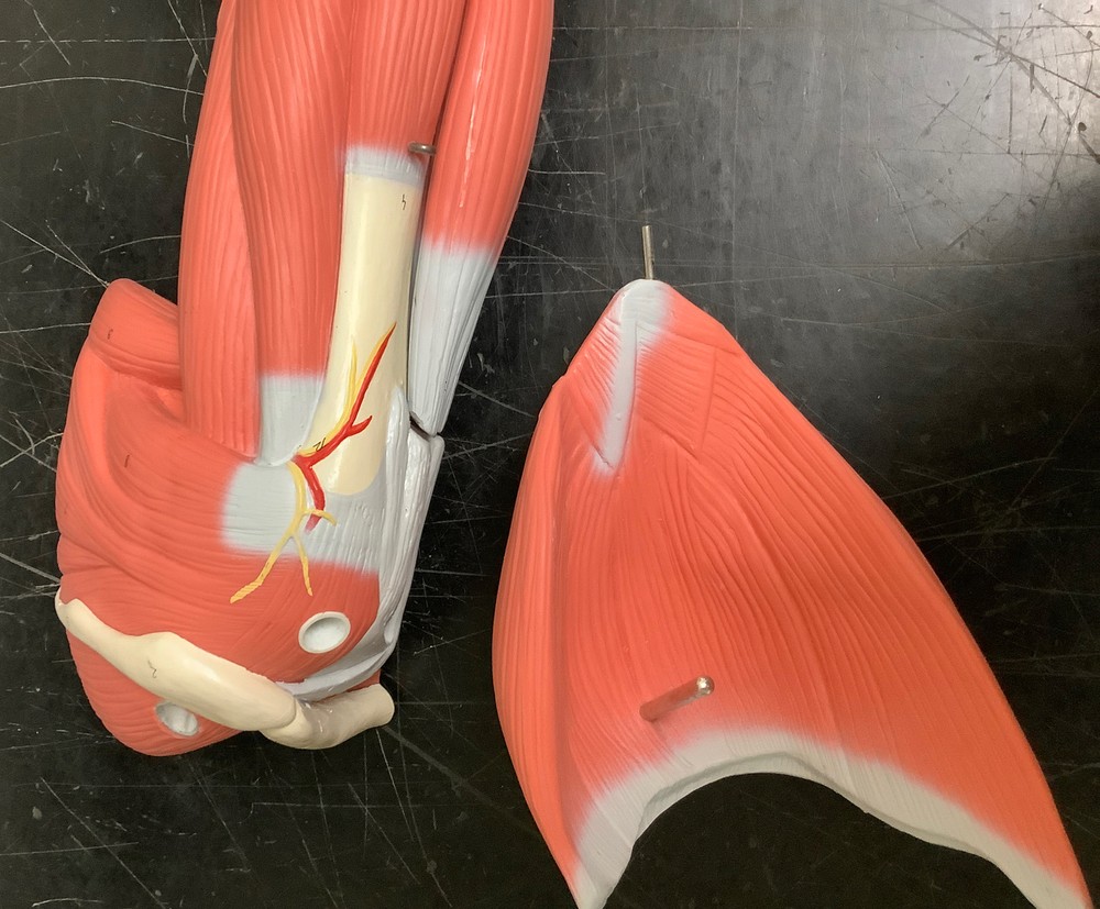 3B Scientific Human Anatomical Model | Left Arm German