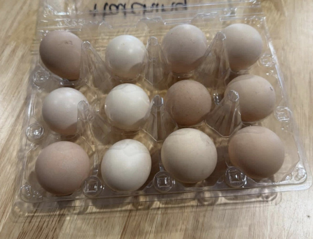 Silkie Hatching Eggs (12)