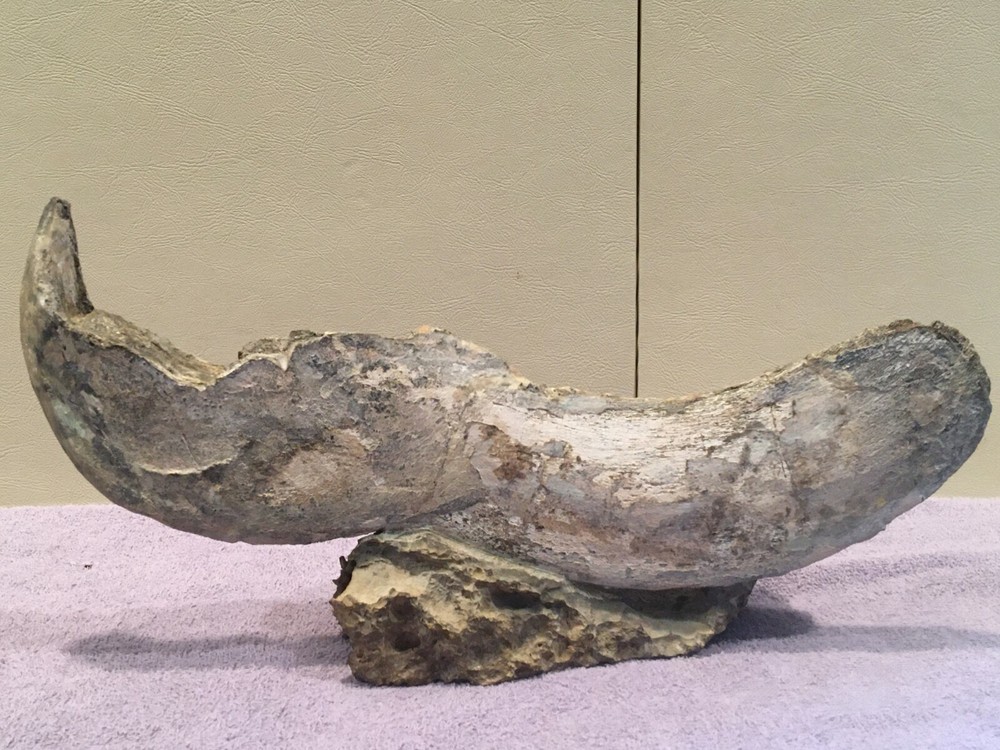 DUNKLEOSTEUS-COMPLETE LOWER JAW-DEVONIAN-ARMORED FISH-FOSSIL FISH-PRE-DINOSAUR