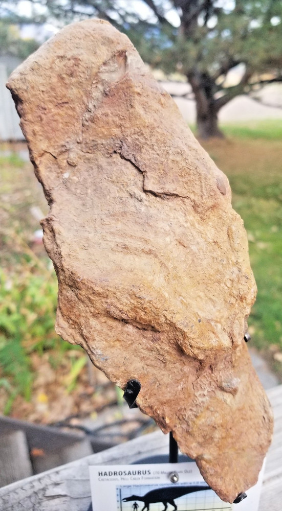 Nice Hadrosaurus Skull Section Fossil Specimen Cretaceous Hell Crk MT Recent Dig