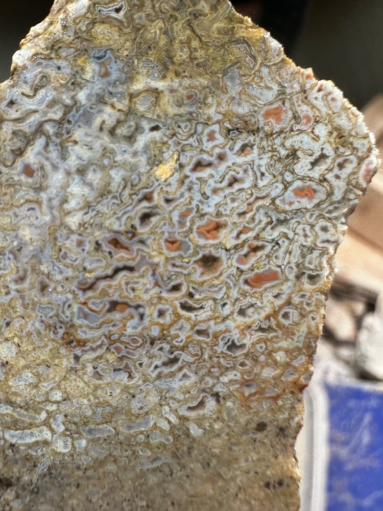 Dinosaur bone rough **hxtled end cut.