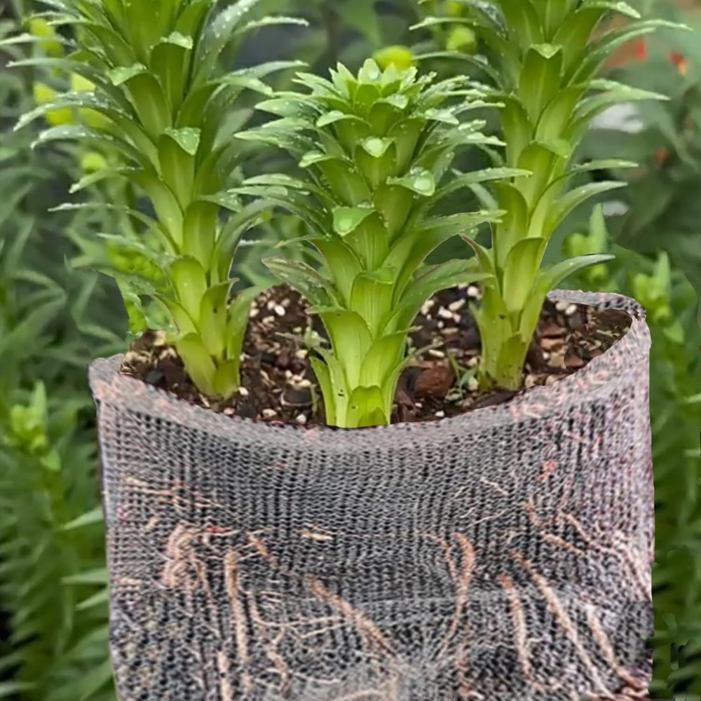 10 Pack Gopher Baskets, 5 Gallon Root Protector Guard Basket for Plants (18x1...
