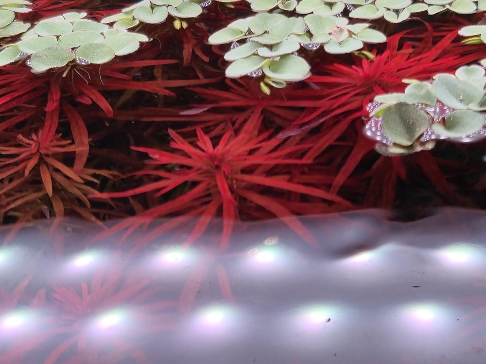 Aquatic Plant Pack 25 Stems