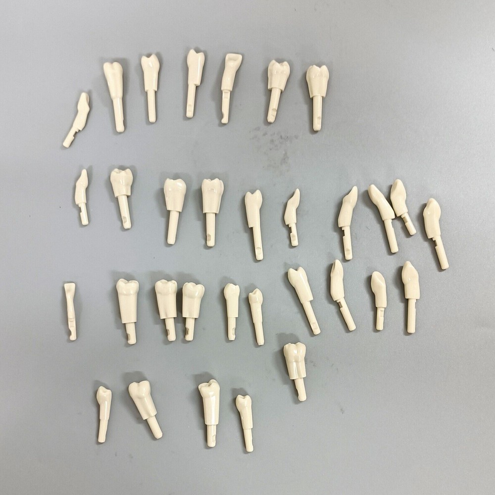 Dental 32 Pcs Tooth Model fit for KaVo Basic Model Teeth Retention Mechanism