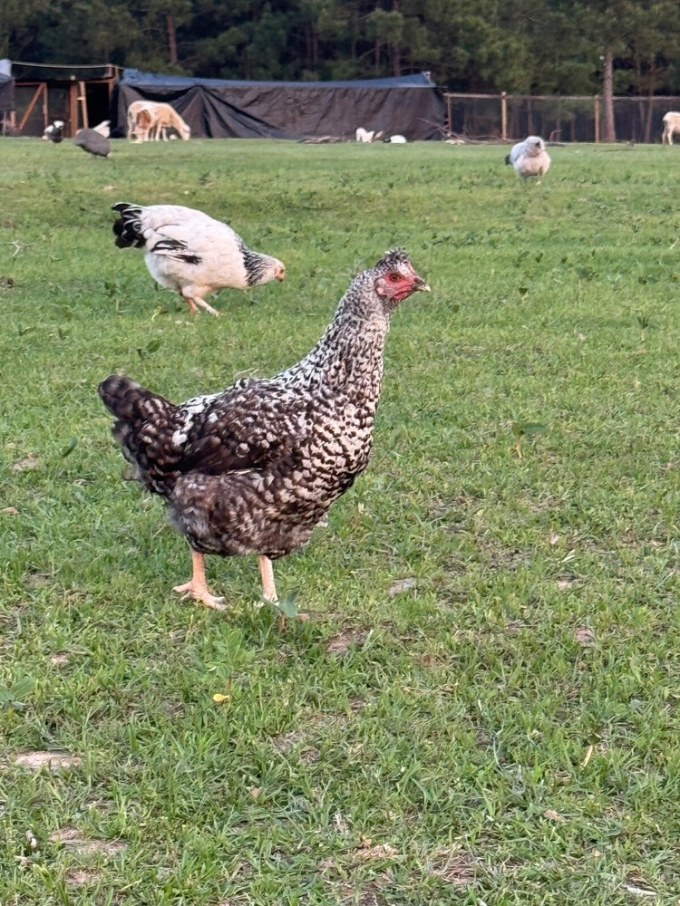 12 Mix Hatching Eggs (Rare Breeds)