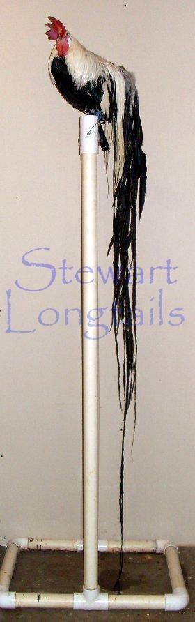 6+ Silver Phoenix longtail Chicken hatching eggs SHOW QUALITY