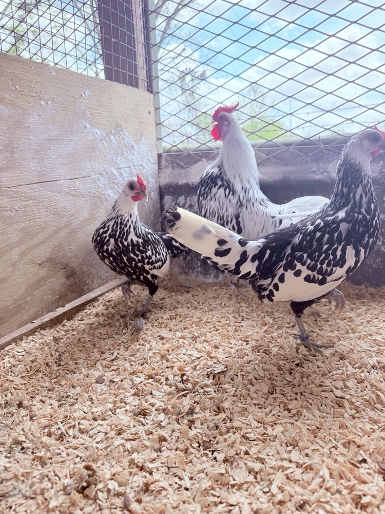 12+ Silver Spangled Hamburg Bantam Hatching Eggs - Show Quality