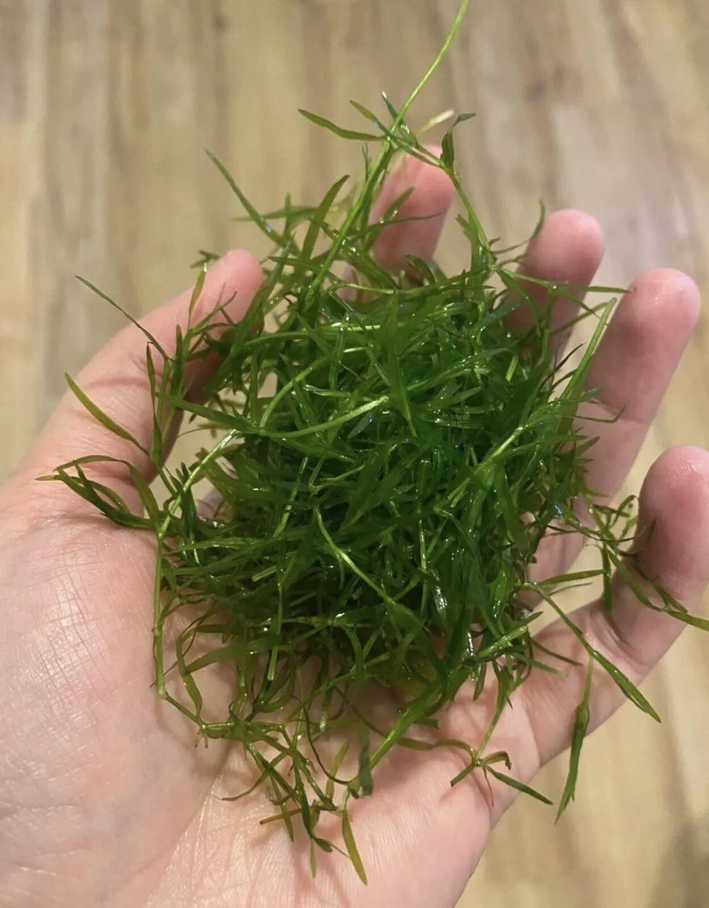 aquarium plants live gubby grass