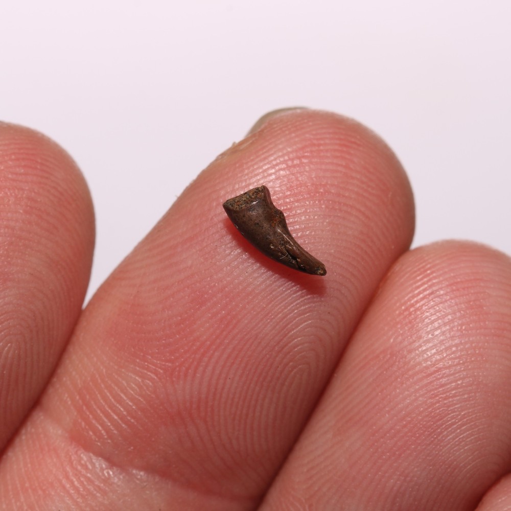 Tiny Baby Turtle Claw - Dinosaur Aged Fossil - Hell Creek Formation Cretaceous