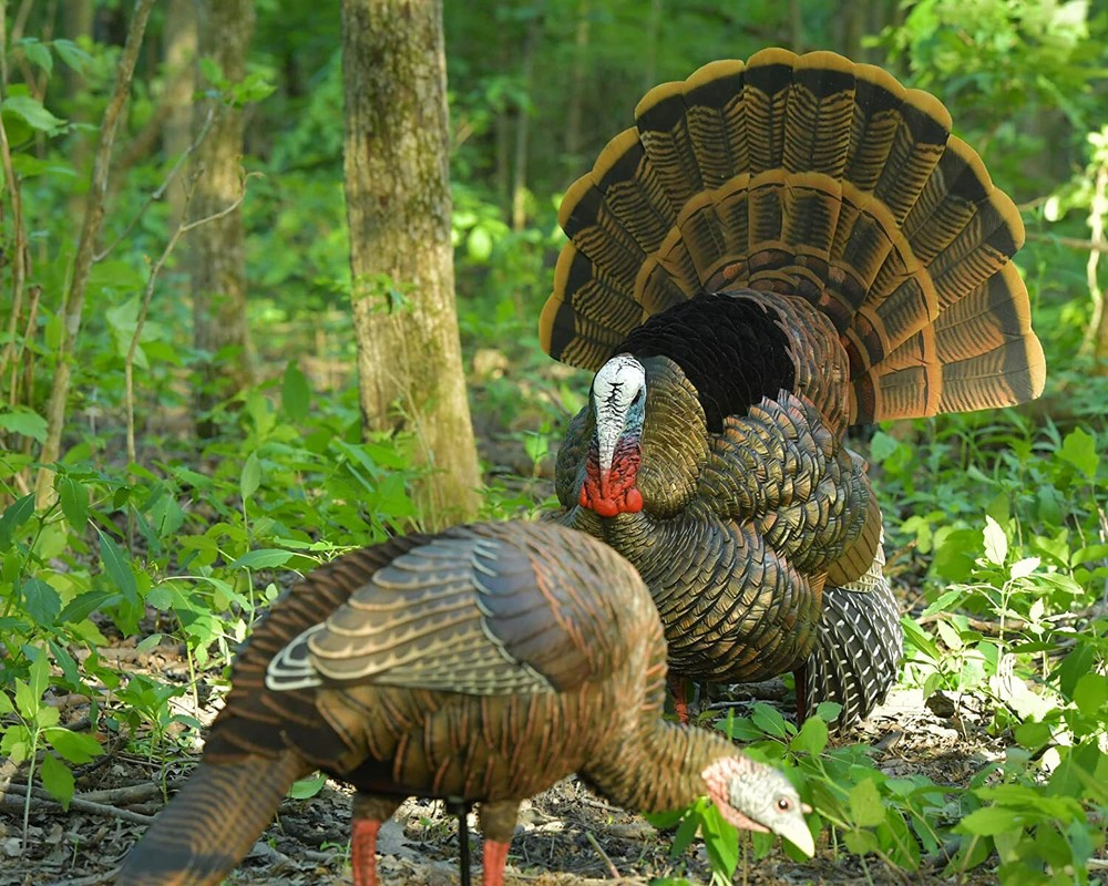 Avian-X HDR Feeding Hen Turkey Decoy