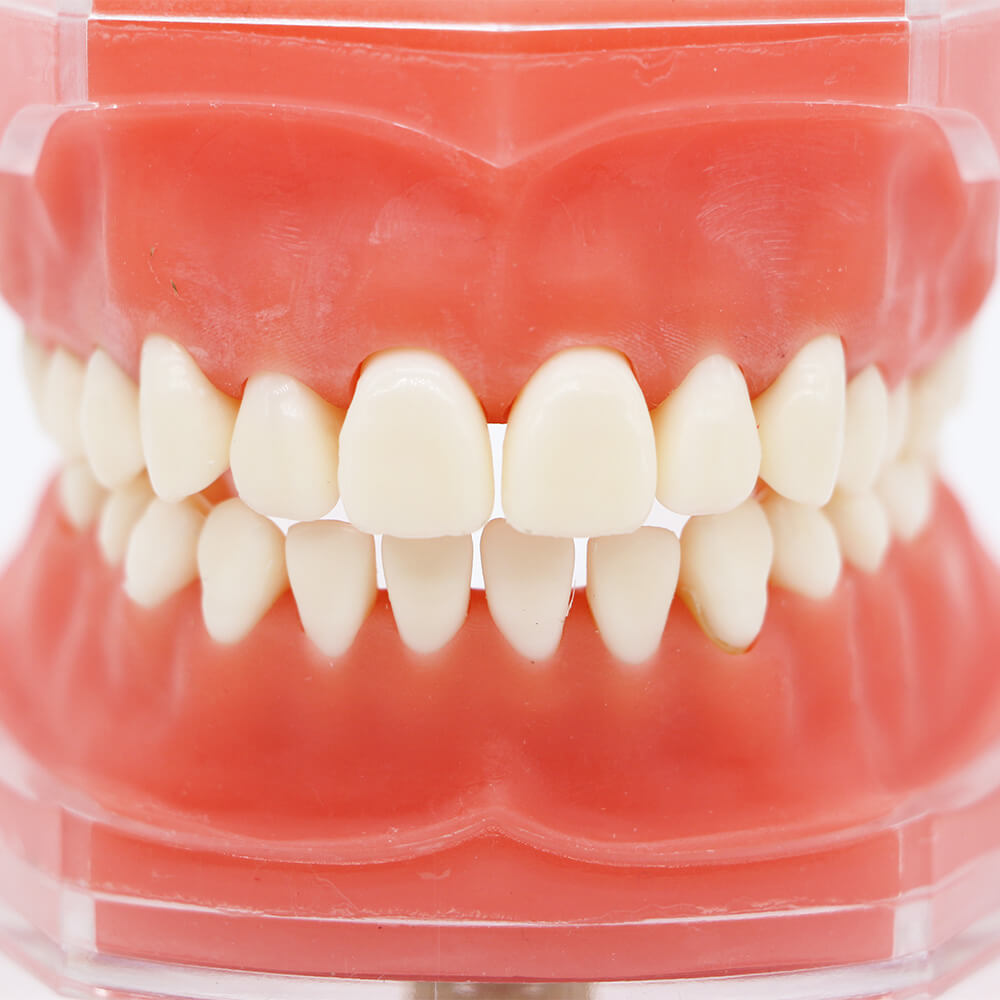 Orthodontic Study Model 4004 with 28 Removable Teeth for Dental Bracket Training