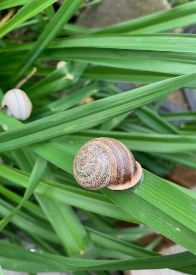 Snail Shell Repair, Broken, Chipped, Soft Shell
