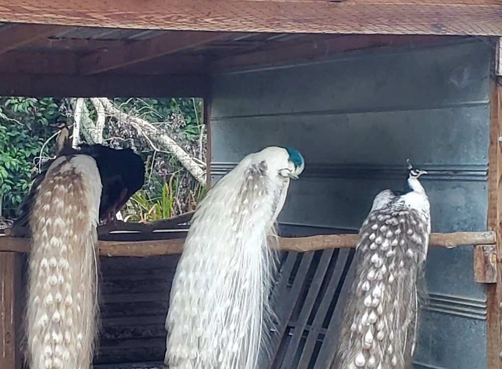 Peacock Peafowl Hatching Eggs *5* Amazing Mixed Group! *NPIP* *Ready Now*