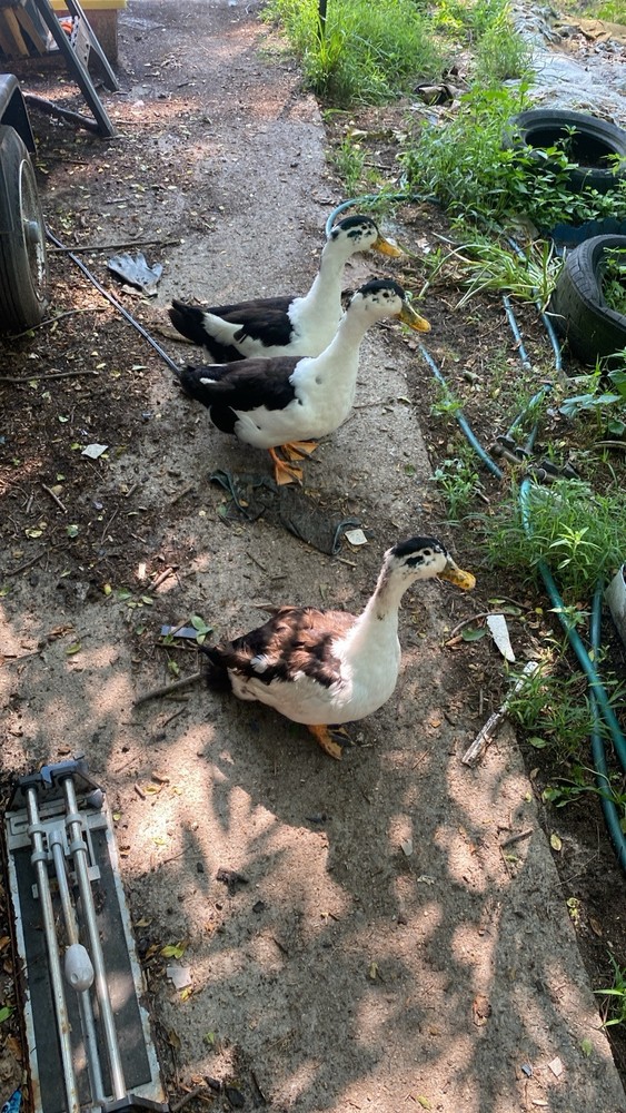 ancona duck eggs, Dozen