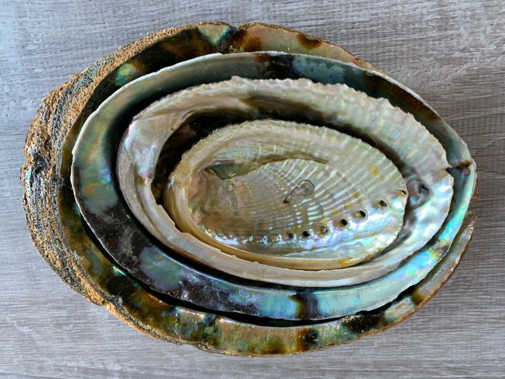Abalone Shell, Seashell Incense Burner, Smudge Bowl / Holder, Pick a Size