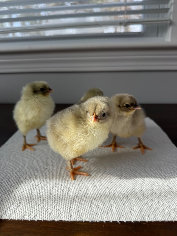 12 BBS Copper Marans And Multi Gen Olive Egger Hatching Eggs