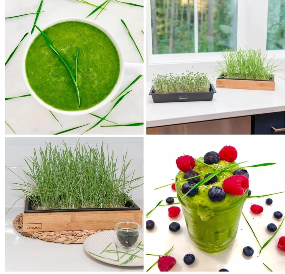 Microgreens Growing Kit