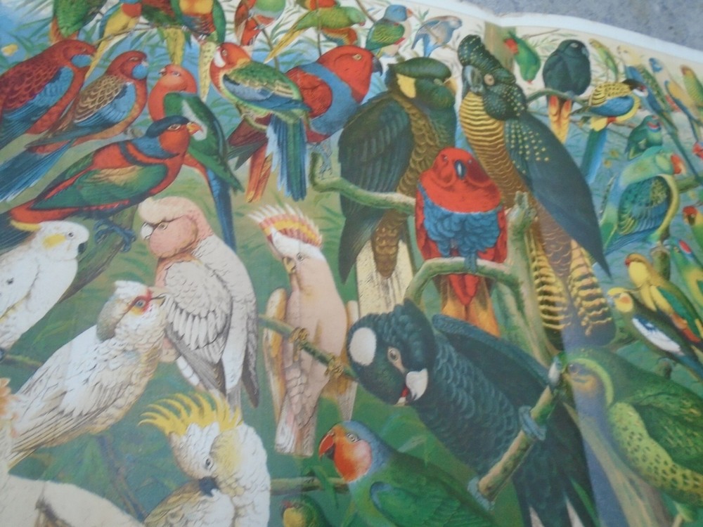 PARROTS AUSTRALIA VICTORIAN LITHOGRAPH STRONG COLOURS (FOLDED) SIZE 41/27CM