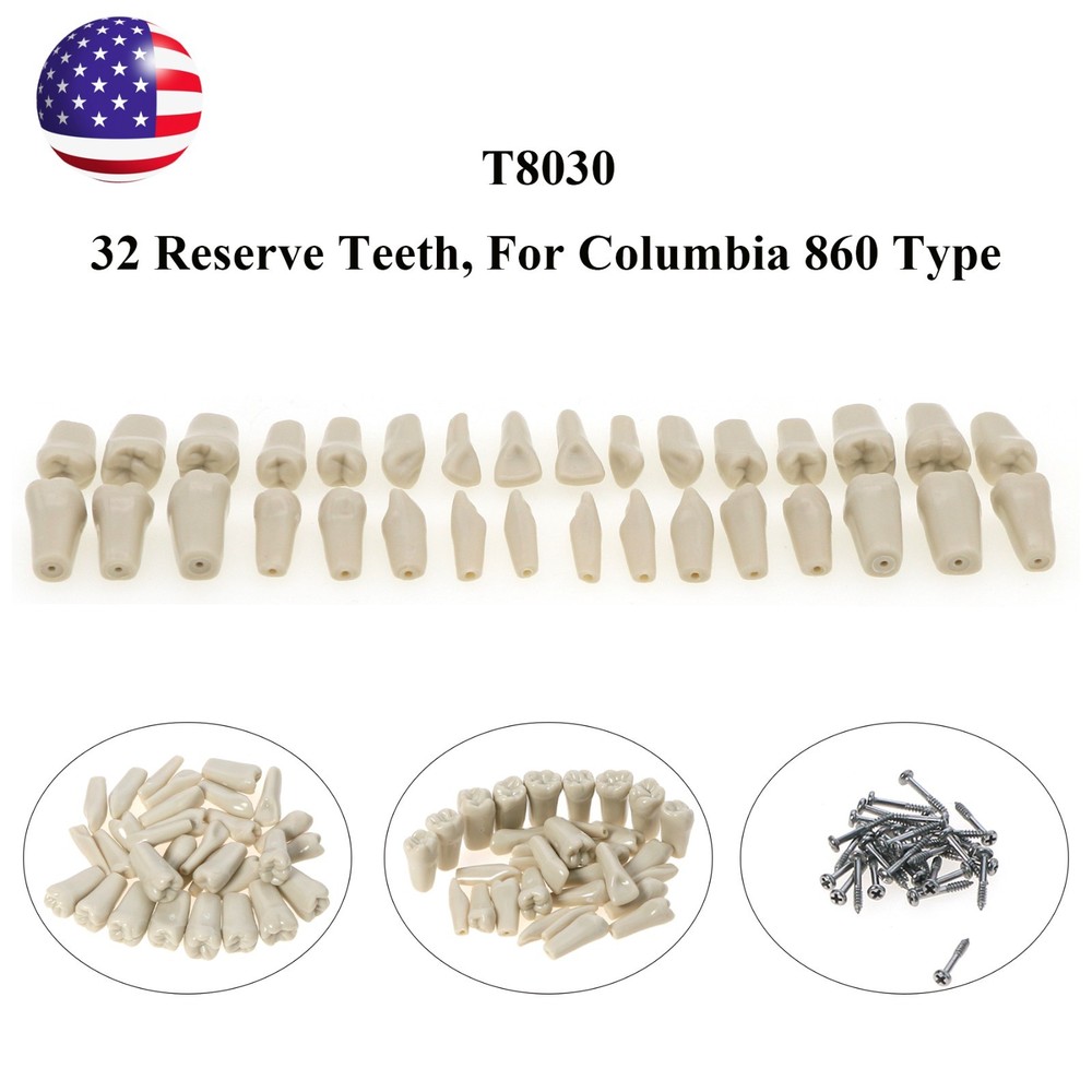 US For Columbia Dentoform 860 Type Dental Typodont Teeth 32Pcs Removable Teeth