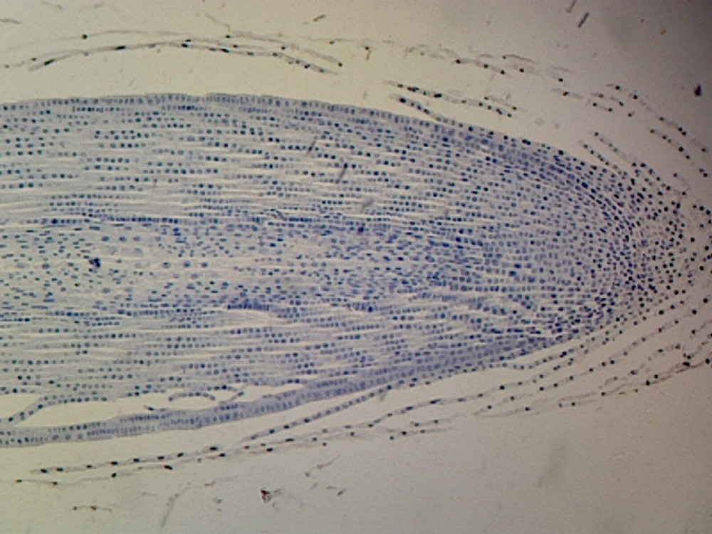 Slide, Allium Root Tip Typical Monocot Root; Longitudinal Section