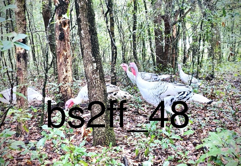 6 Royal Palm Turkey Hatching Eggs