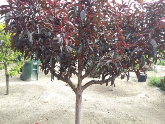 Nectaplum ( 5 scions)