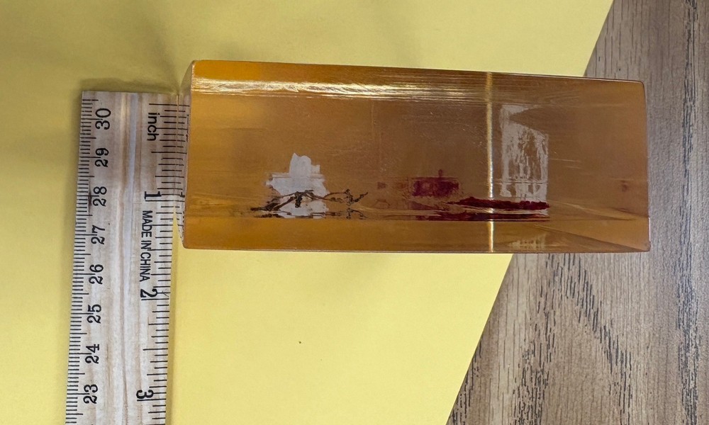 Sargent-Welch Anthozoa & Coelenterate Comparison Teaching Model