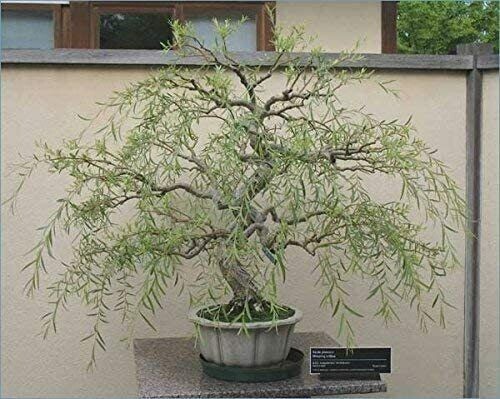 Bonsai Dragon Weeping Willow Tree - Thick Trunk Cutting