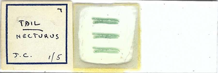 Necturus Tail Microscope Slide