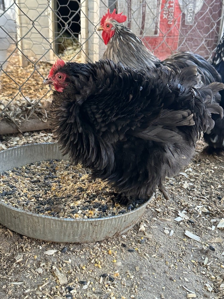Bantam Cochin blue/black mottled Hatching Eggs
