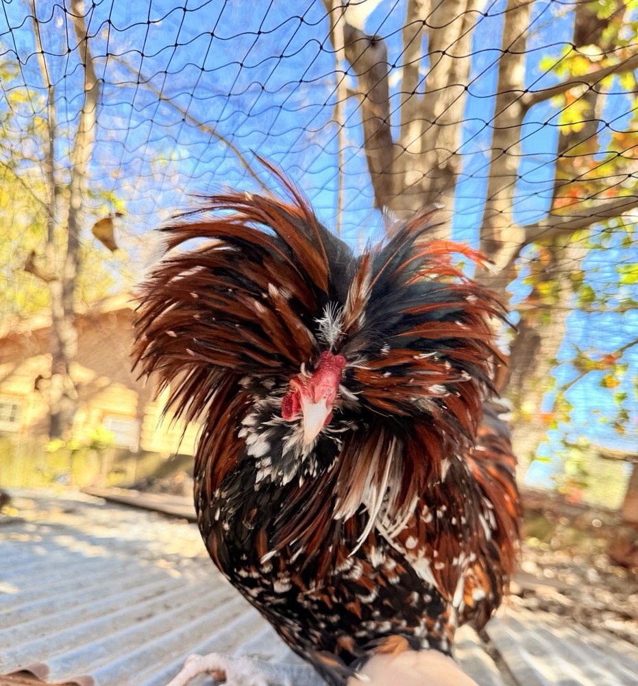 12 +++ Extra Tolbunt Polish Hatching Eggs