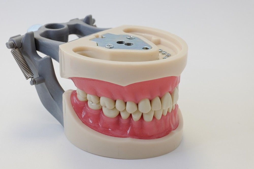 Dental Anatomy Typodont Educational Model 200 Removable Teeth NBDE NERB ADEX