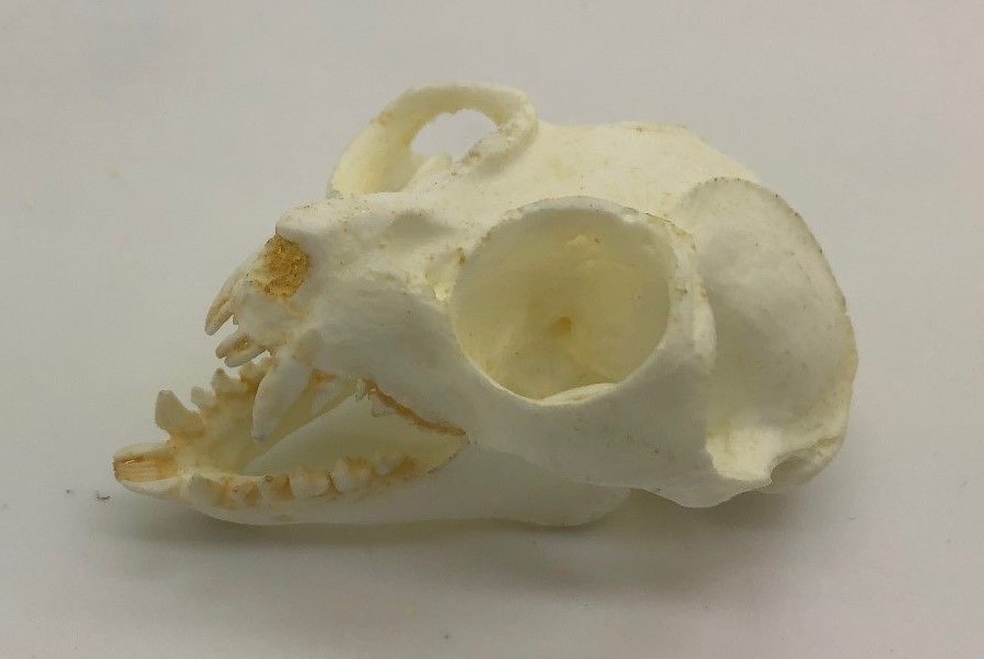 POTTO SKULL REPLICA